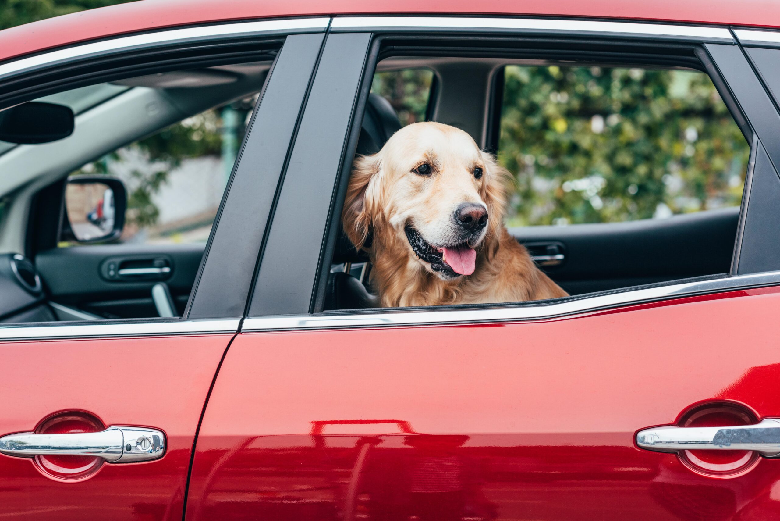 golden retriever looking out car window