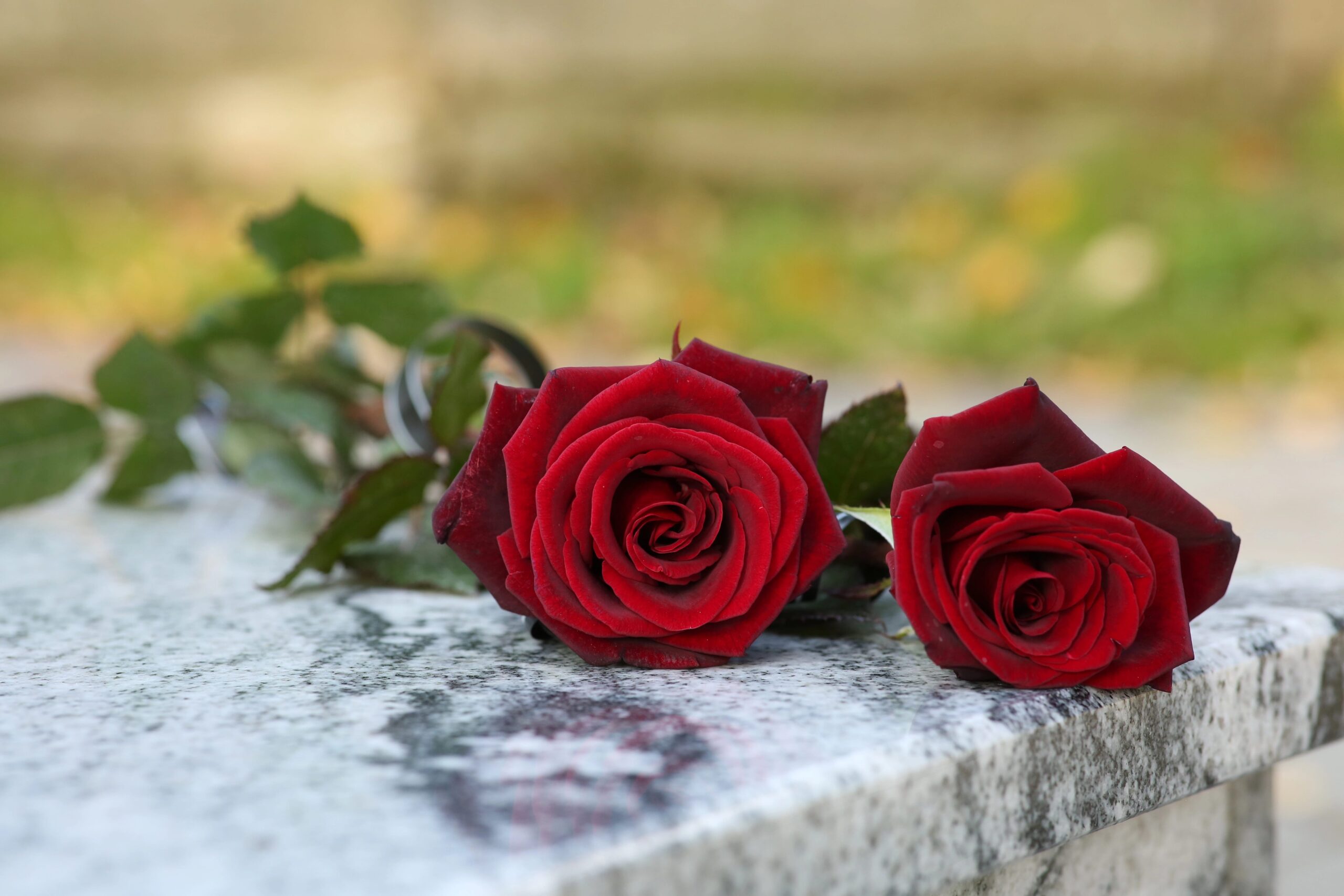 Roses on grave