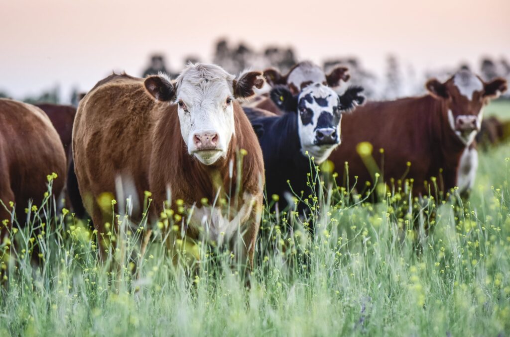 cows in field looking at camera